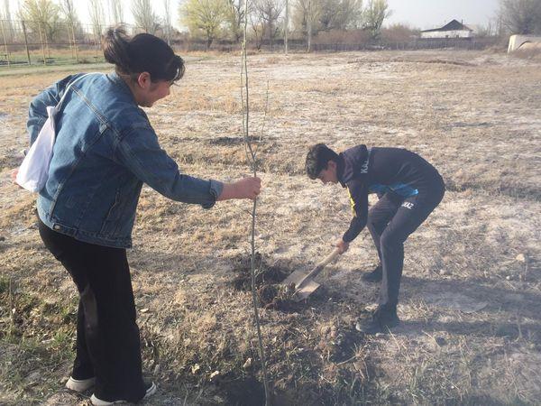 Көктемгі ағаш отырғызу